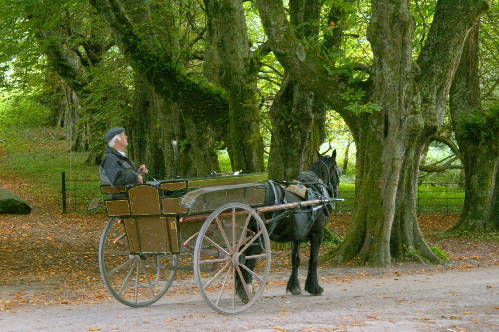 A traditional horse and carriage beneath woodland trees